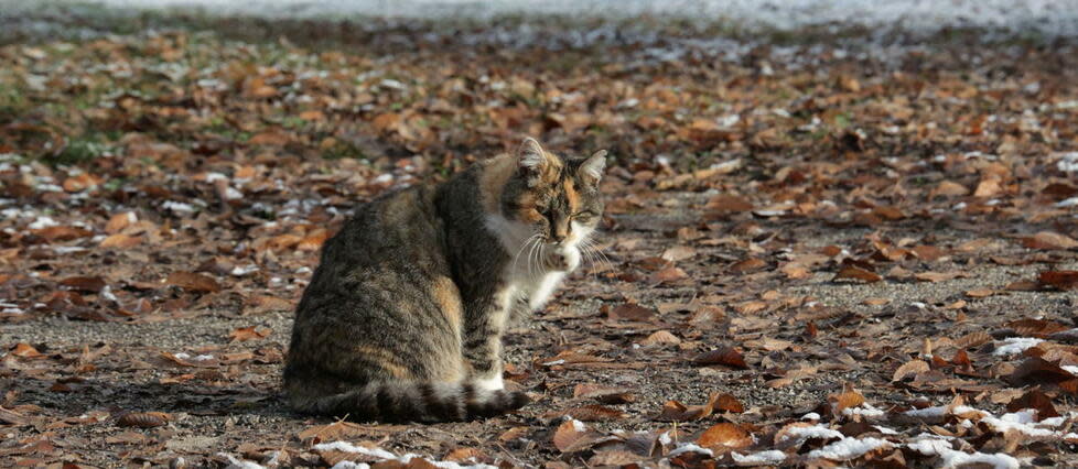 L’objectif de ce concours pour les jeunes était de chasser et de tuer des chats pour espérer remporter le premier prix : un chèque d’une valeur de 250 dollars néo-zélandais. Il a été annulé de justesse.  - Credit:Darek SZUSTER / MAXPPP / PHOTOPQR/L'ALSACE/MAXPPP