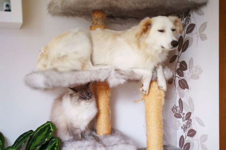 Did someone say dog in a cat tower? : r/aww