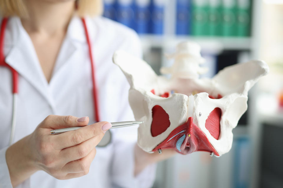 The pelvic floor holds in place gynecologic organs, the bladder and the rectum. (Getty Images) Doctor gynecologist showing layout of female pelvis with muscles closeup. Strengthening pelvic floor muscles concept