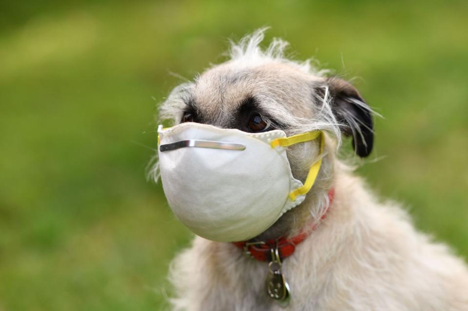 A dog wearing a mask put on her face by her owner in Los Angeles, on April 5, 2020.