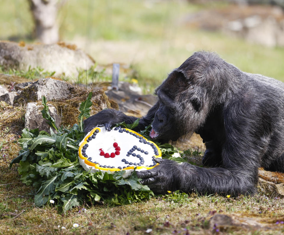 BERLIN, GERMANY - APRIL 13: Gorilla Fatou residing at Berlin Zoo celebrates her 65th birthday with a birthday cake made of fruits in Berlin, Germany on April 13, 2022. (Photo by Abdulhamid Hosbas/Anadolu Agency via Getty Images)