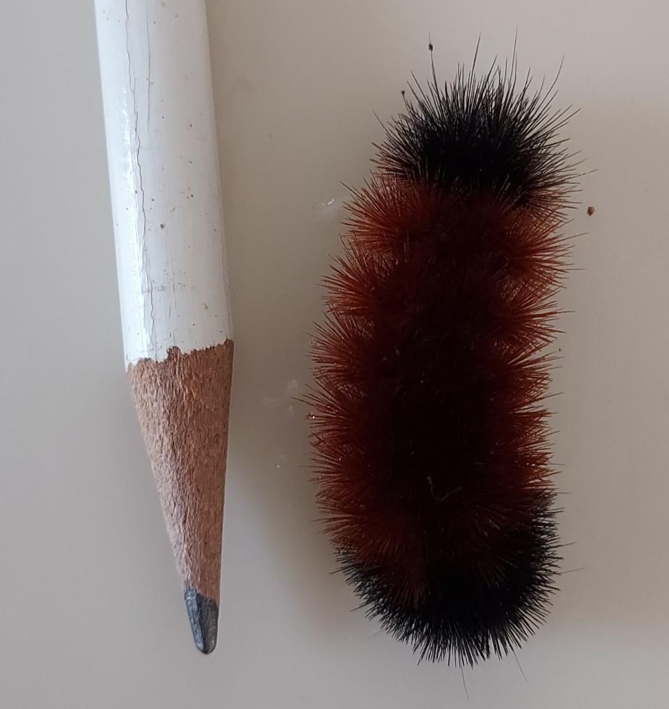 A woolly bear caterpillar shown in relation to the tip of a pencil.