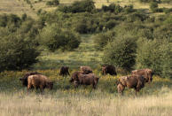 A herd of bisons graze on grass at a wildlife sanctuary in Milovice, Czech Republic, Tuesday, July 28, 2020. Wild horses, bison and other big-hoofed animals once roamed freely in much of Europe. Now they are transforming a former military base outside the Czech capital in an ambitious project to improve biodiversity. Where occupying Soviet troops once held exercises, massive bovines called tauros and other heavy beasts now munch on the invasive plants that took over the base years ago. (AP Photo/Petr David Josek)