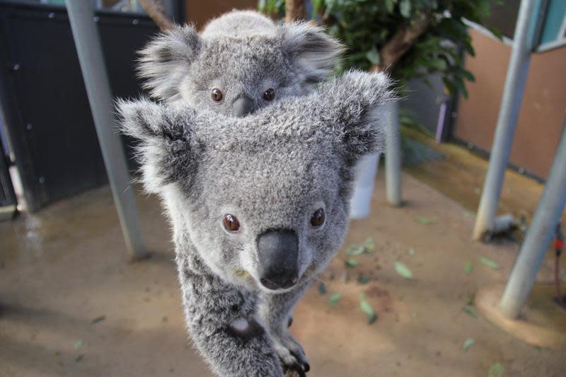 Los bebés koalas toman hasta ocho meses para formarse en las bolsas de sus madres. (EFE)