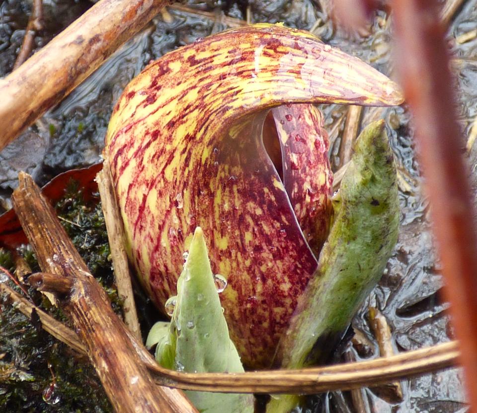 Skunk cabbage spadix - buried in the middle of the purplish spathe (outer protective modified leaf).