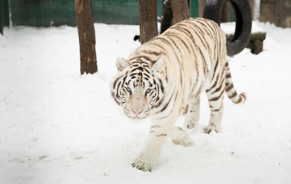 Among the big animals at Feldman Ecopark are white Bengal tigers, lions, jaguars and leopards. / Credit: Feldman Ecopark