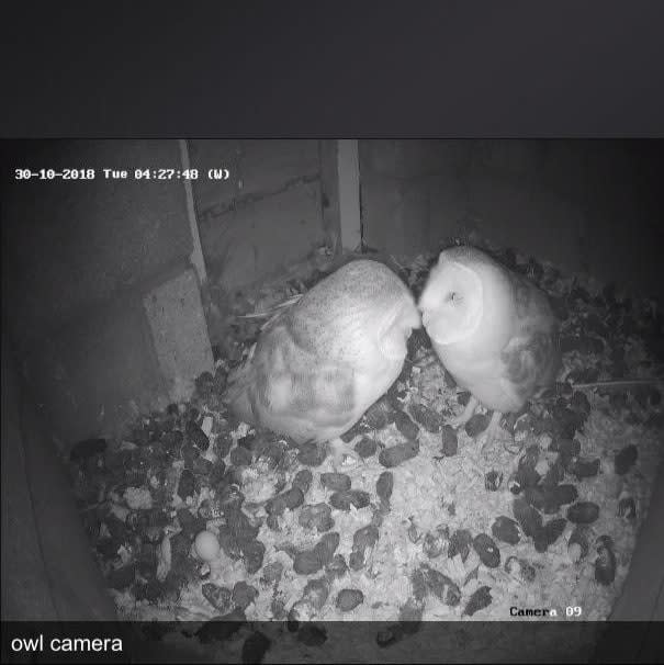 Barn owls grooming on an owl cam