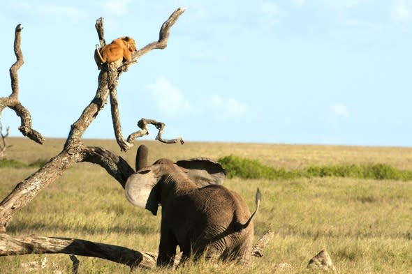 elephant-chases-lioness-up-tree-tanzania