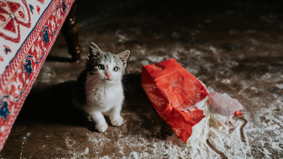 a kitten sits next to a bag of spilled flour