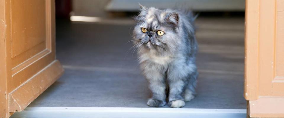 Gray Persian cat at doorway in summer day