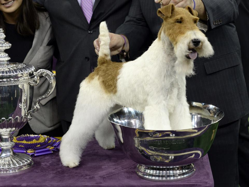 wesminster dog show 2014