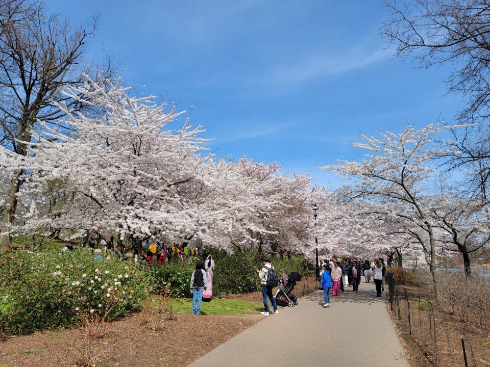 A dozen visitors crowd a path under the cherry trees, but there is still plenty of open space on the pavement.