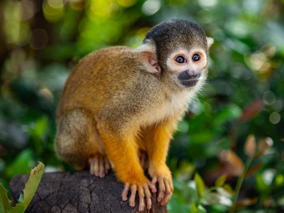 A common squirrel monkey sits on a stump.
