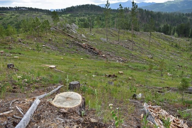 A stump-covered hillside in the Black Hills National Forest on July 14, 2021. In a report earlier that year, Forest Service scientists concluded that current logging practices in the Black Hills are unsustainable and that the harvest must be cut by 50% or more.