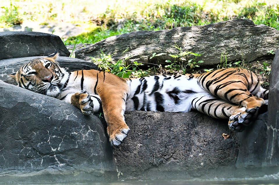 美國紐約布朗克斯動物園裡的4歲馬來虎納迪亞確診武漢肺炎，出現乾咳與食慾下降的情形。   圖：翻攝自布朗克斯動物園臉書