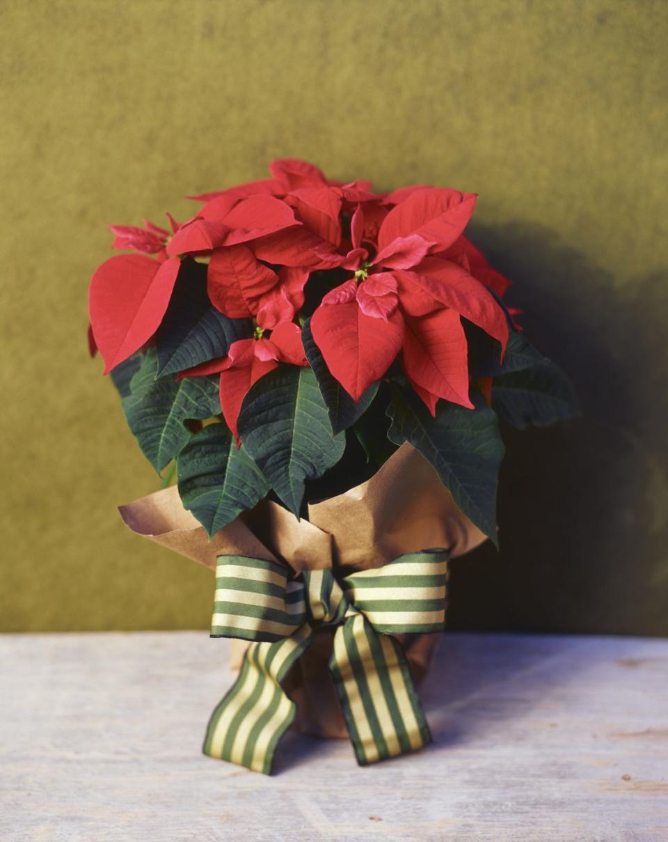 <p>The bright red leaves of the poinsettia plant brighten up any room during the holidays. But how did the association with Christmas start? Many point to a story from <a href="https://www.farmersalmanac.com/the-legend-of-the-pointsettia-2815" rel="nofollow noopener" target="_blank" data-ylk="slk:Mexican folklore;elm:context_link;itc:0;sec:content-canvas" class="link ">Mexican folklore</a>, about a girl who wished to bring an offering to her church on Christmas Eve but who had no money. An angel appeared and told the child to gather weeds from the roadside. She did, and when she presented them they miraculously bloomed into bright-red, star-shaped flowers. </p>