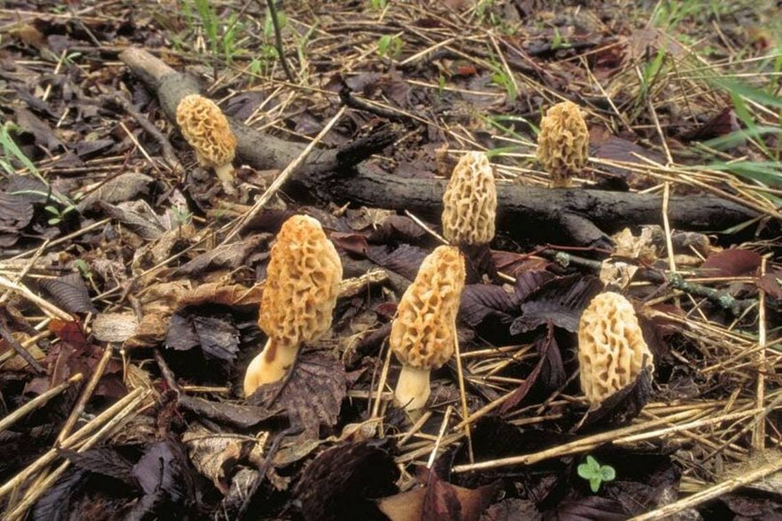 Morel mushroom are seen growing in a patch in this file photo. The variety is common in Kansas.