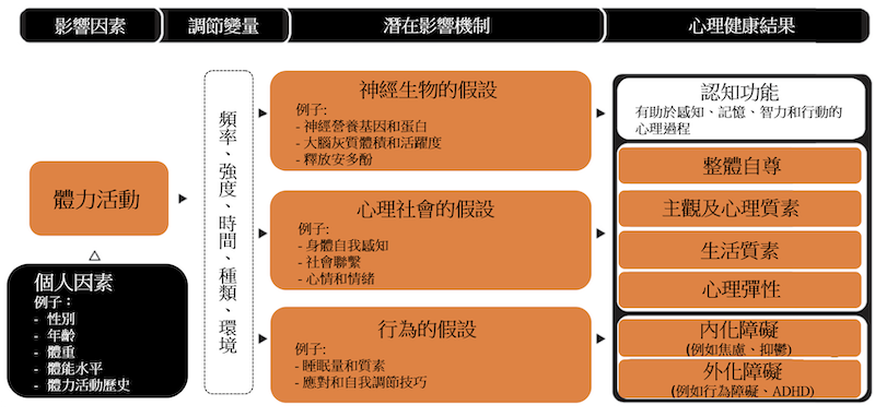 （圖一：體力活動對兒童及青少年的心理健康結果影響的理論框架）<br>圖片來源：Lubans et al. (2016). Pediatrics,138, e20161642.