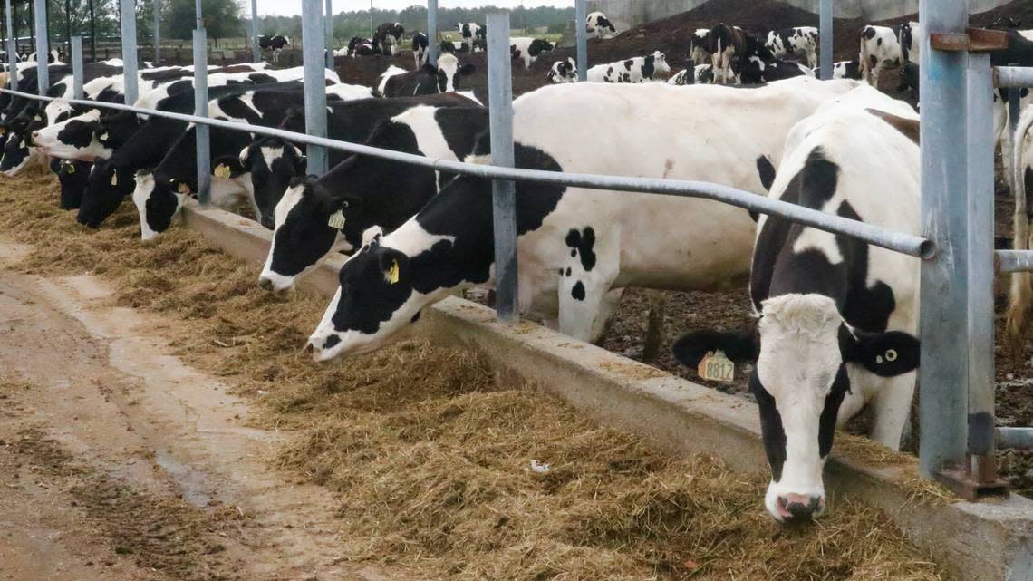 Jerry Dakin says it will take years for Dakin Dairy Farms, 30771 Betts Road, Myakka City, shown Jan. 26, 2023, to recover from the damage caused by Hurricane Ian in September 2022. Many barns there are missing their roofs.