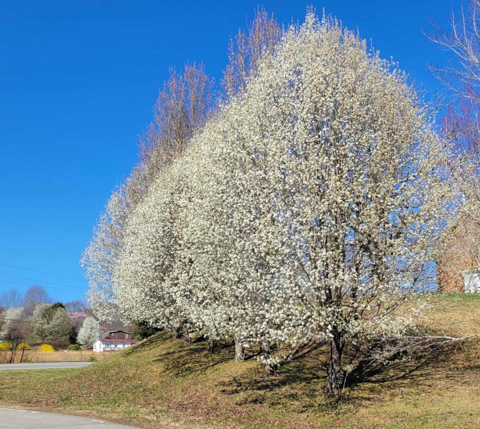 Bradford pear trees are considered an invasive species