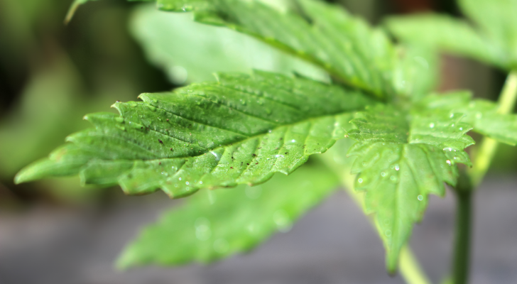 Young green medicinal marijuana plant in a pot after a rain fall shallow depth of field with focus on leaf