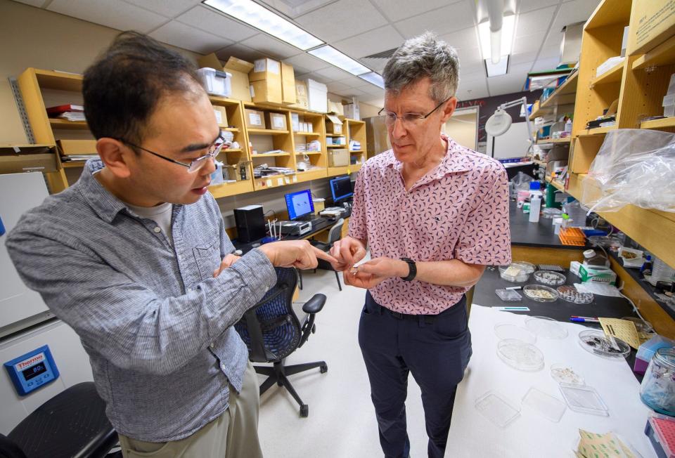 Feng Guo, left, and Ken Mackie explain how the device will administer medicine while working at Indiana University on Thursday, May 19, 2022.