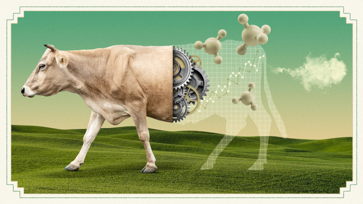  Illustration of a cow grazing and expelling gas. 