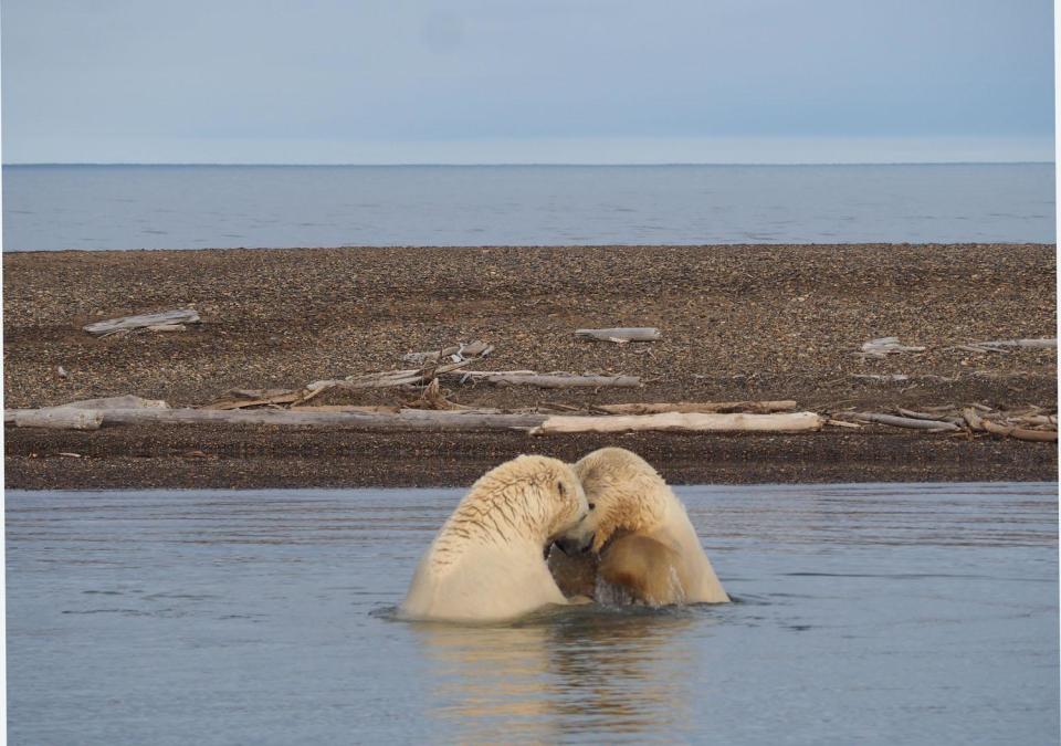 Two male polar bears wrestle in the shallows near Kaktovik (Sarah Reid)