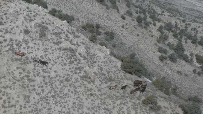 Wild horses in the Moriah Herd Area. (Photo: Bureau of Land Management)