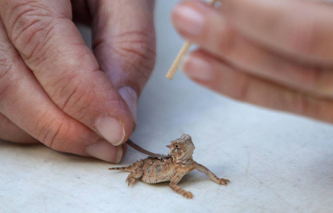 Diane Barber, curator of ectotherms at the Fort Worth Zoo, tags captive-raised Texas horned lizard hatchling on Sept. 15, 2021, in preparation for their release into the wild.