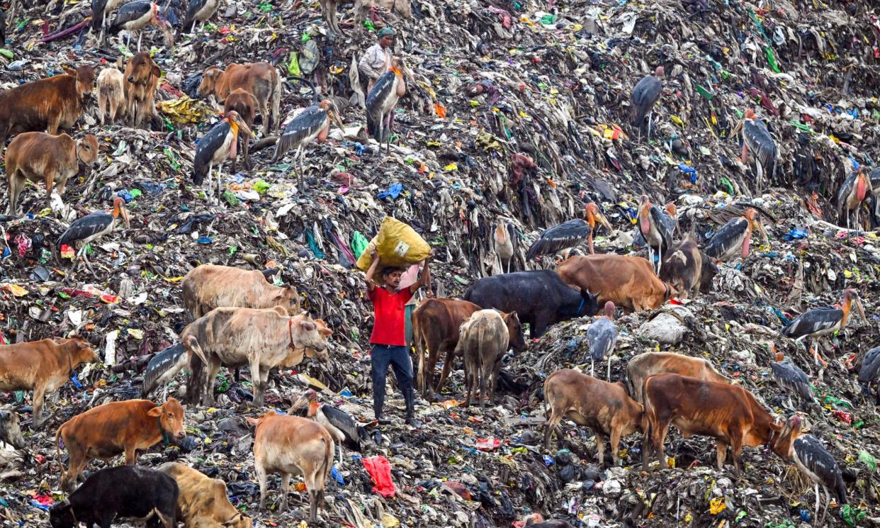 <span>A rag picker carries recyclable materials surrounded by cows and storks at a disposal site in Guwahati in India.</span><span>Photograph: Biju Boro/AFP/Getty Images</span>