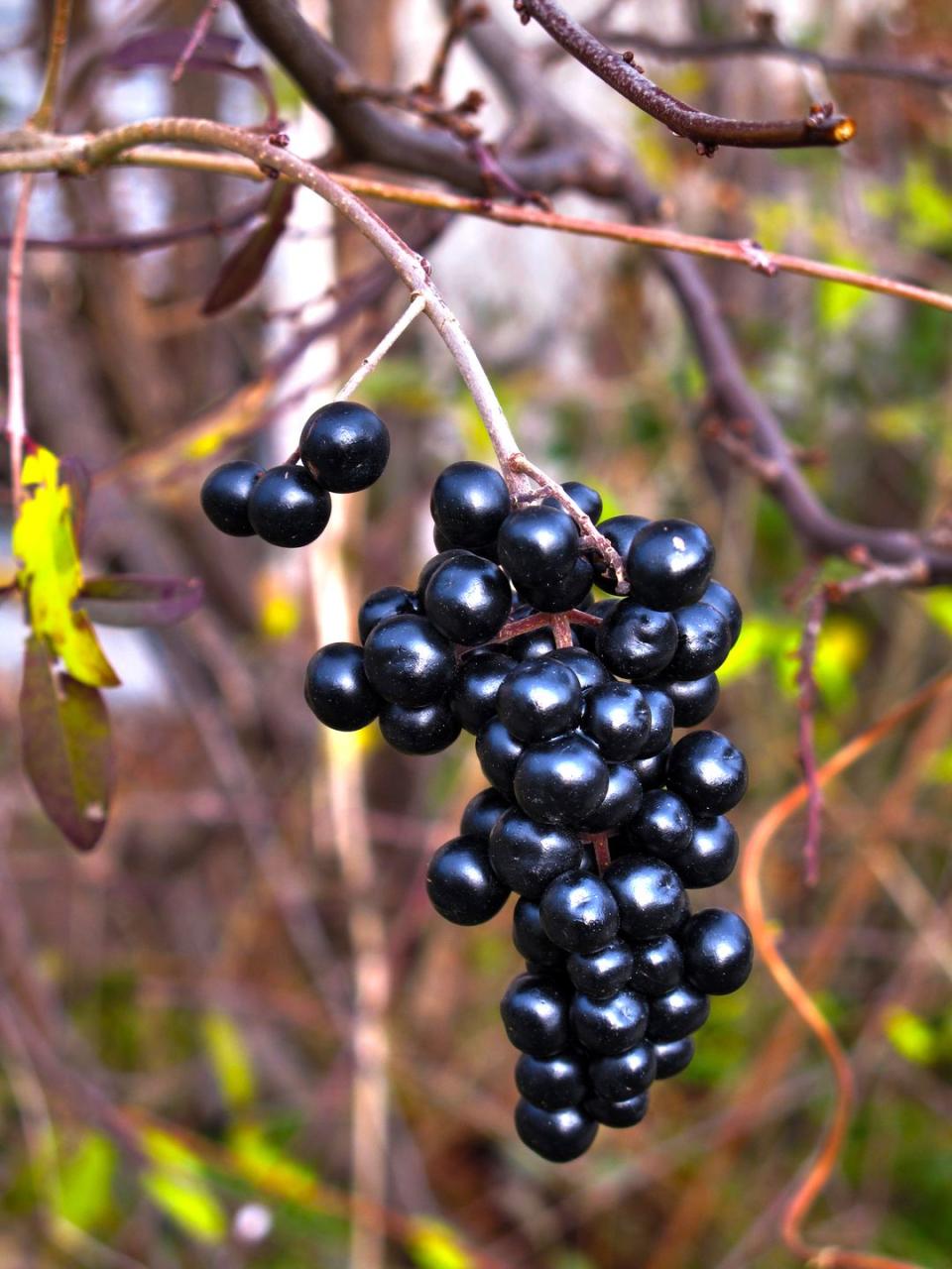 close up of a branch of european elderberry