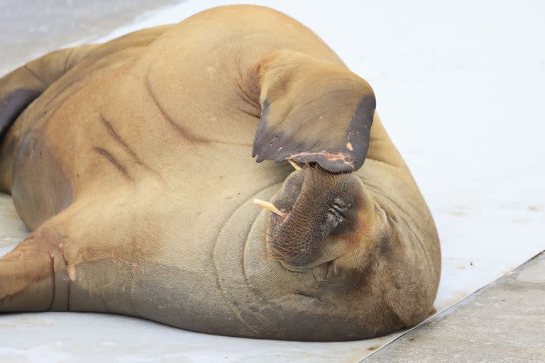 A walrus named Freya at the waterfront in Frognerstranda in Oslo, Norway, Monday July 18, 2022. Authorities in Norway said Sunday, Aug. 14, 2022 they have euthanized a walrus that had drawn crowds of spectators in the Oslo Fjord after concluding that it posed a risk to humans. (Tor Erik Schrøder/NTB Scanpix via AP)