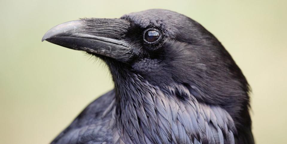 closeup of raven profile