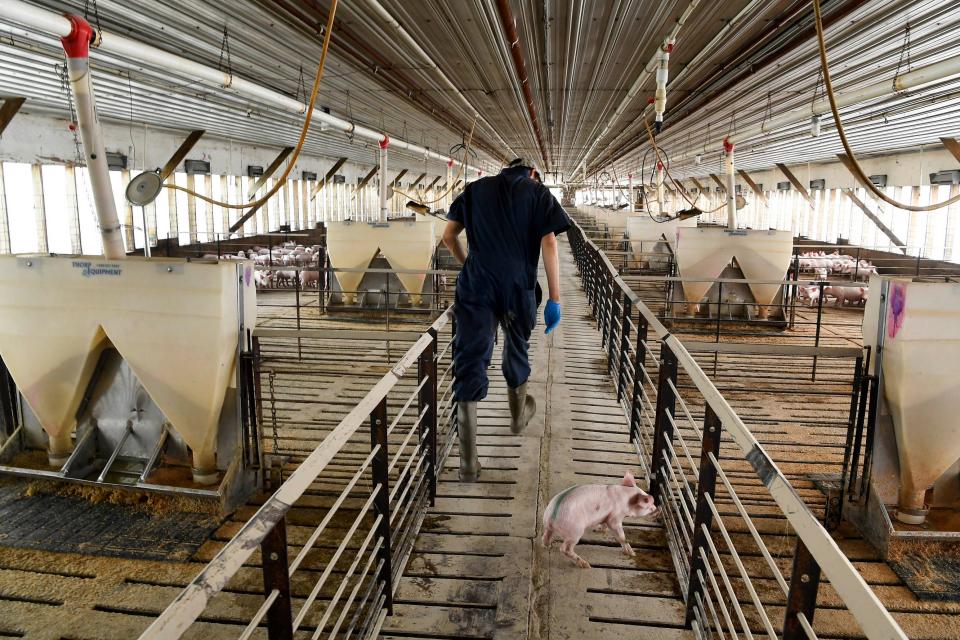 Hugo Sanchez removes one of the bay pigs from its pin to be vaccinated at a wean to finish pig farm raised for Tosh Farms in Henry, Tenn., Wednesday, April 11, 2018.