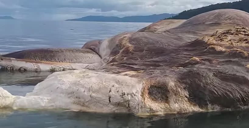 The material seen to the left resembles the baleen seen in whales that filter-feed. (Photo: YouTube/Patasiwa Kumbang Amalatu)