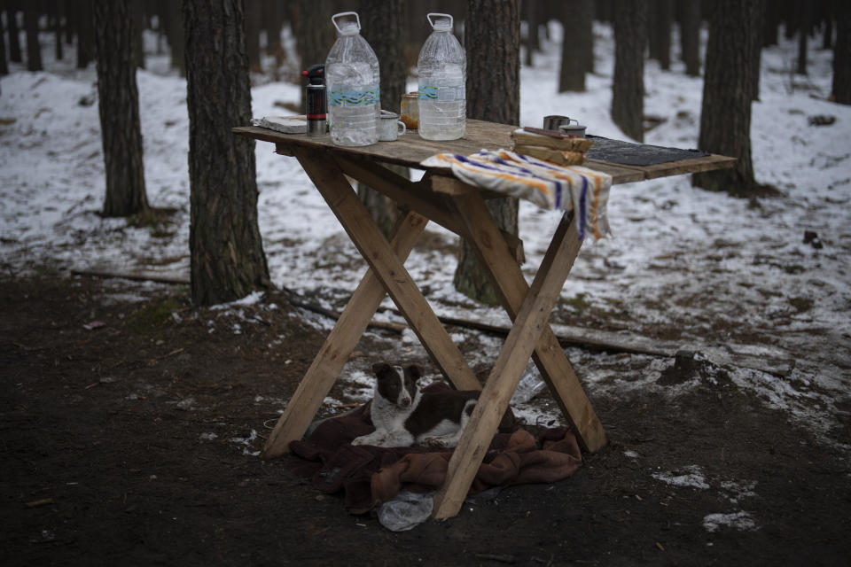 A dog lies beneath a table at a Ukrainian position close to the border with Belarus, Ukraine, Wednesday, Feb. 1, 2023. Reconnaissance drones fly several times a day from Ukrainian positions across the border into Belarus, a close Russian ally, scouring for signs of trouble on the other side. Ukrainian units are monitoring the 1,000-kilometer (650-mile) frontier of marsh and woodland for a possible surprise offensive from the north, a repeat of the unsuccessful Russian thrust towards Kyiv at the start of the war nearly a year ago. (AP Photo/Daniel Cole)