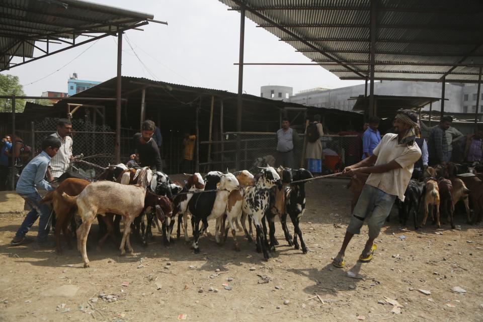 In this Thursday Oct. 11, 2018 photo, a Nepalese man pulls goats at a livestock market in Kathmandu, Nepal. During the 15-day Dasain festival that began this week in the Himalayan country, families fly kites, host feasts and visit temples, where tens of thousands of goats, buffaloes, chickens and ducks are sacrificed to please the gods and goddesses as part of a practice that dates back centuries. Animal rights groups are hoping to stop _or at least reduce_ the slaughter, using this year’s campaign as a practice run to combat a much larger animal sacrifice set for next year at the quinquennial Gadhimai festival. (AP Photo/Niranjan Shrestha)