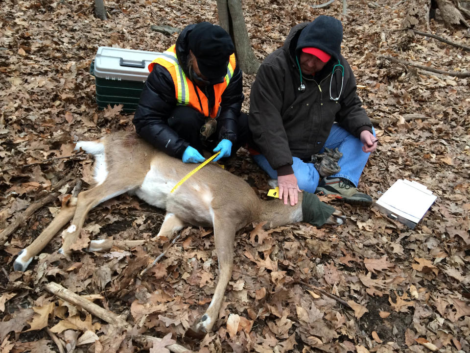 In this March 25, 2014 photo provided by the Humane Society of the United States, Humane Society workers Kayla Gram, left and Rick Naugle take the measurements of a tagged and tranquilized doe as part of a contraceptive program to control the deer population in Hastings-on-Hudson, N.Y. Organizers say harsh weather, red tape and the unpredictability of the animals all interfered with the program and they only managed to inject a contraceptive into eight does last month. An estimated 120 deer have overrun the two-square mile village, which has resisted any lethal method of culling the herd. (AP Photo/Humane Society of the United States, Yvonne Forman)