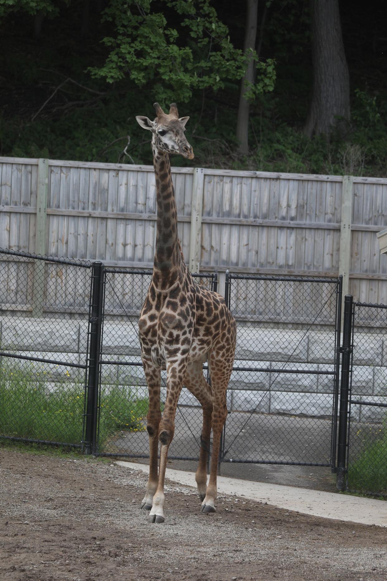 Parker, the male giraffe, wanders around his exhibit on June 2, 2022, at Seneca Park Zoo in Rochester, NY.