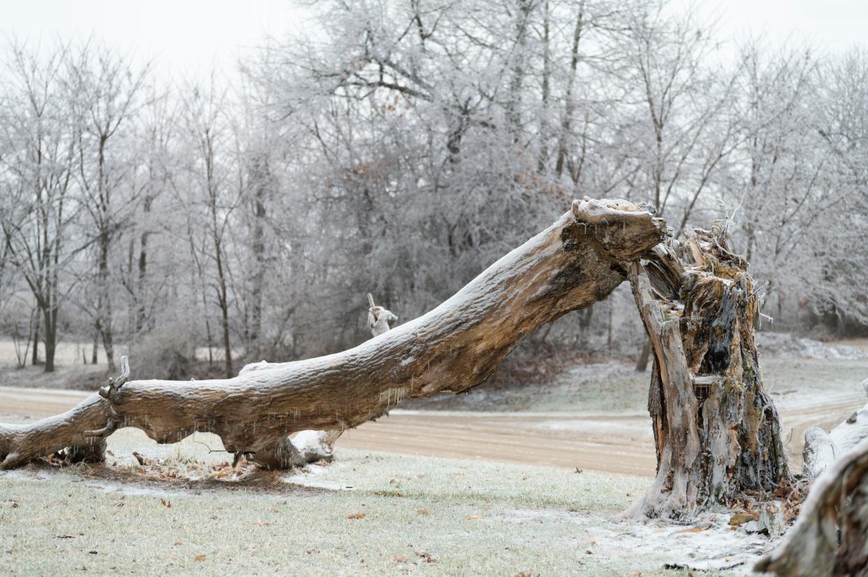 A fallen tree at Kimball Pines Park in Battle Creek on Thursday, Feb. 23, 2023.