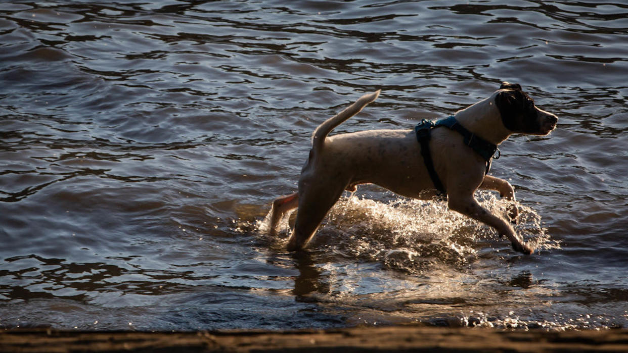 Dog playing in water