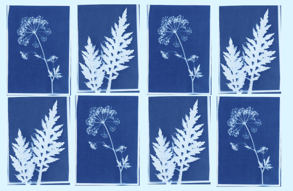 Cyanotype, l’activité déco parfaite que l’on va adorer à l’approche des beaux jours