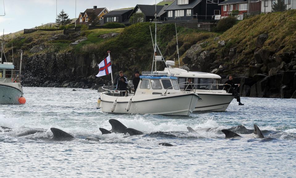 Fishermen on a boat drive pilot whales towards the shore during a hunt on May 29, 2019 in Torshavn, Faroe Islands. / Credit: ANDRIJA ILIC/AFP via Getty Images