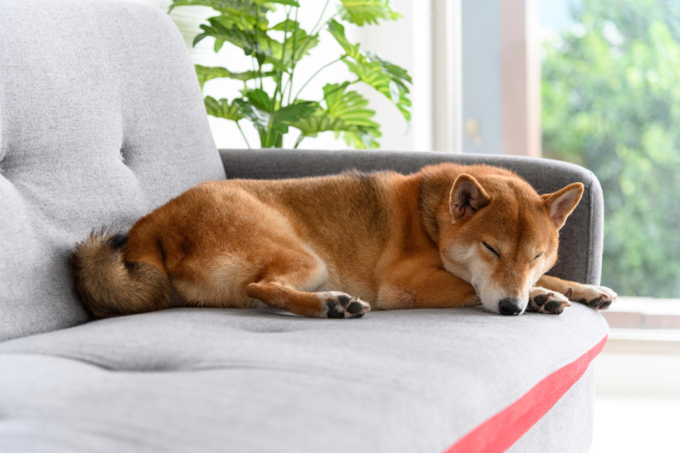 You can keep your sofa protected from guests, messy kids and your favorite furry friends with a helpful slipcover. (Source: iStock)