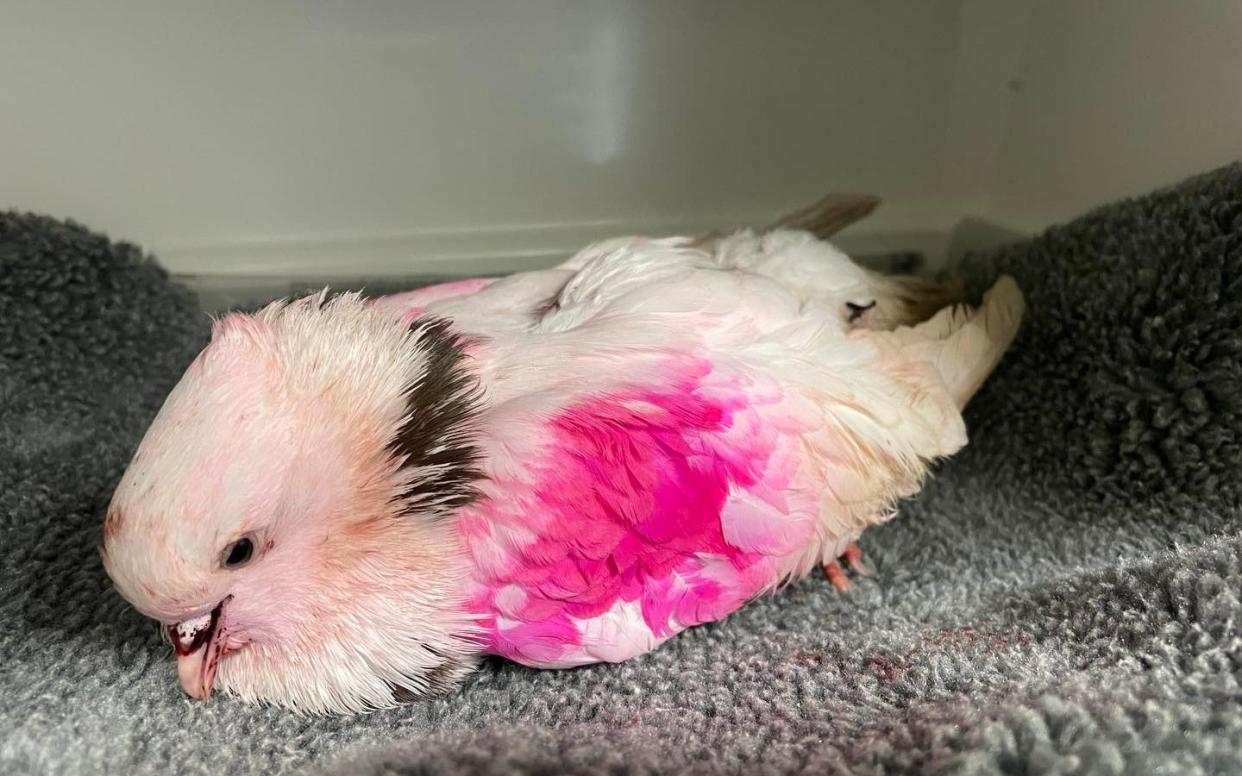 A pigeon which had been dyed pinkâ€”likely for a gender reveal partyâ€”died after being admitted to Leicestershire Wildlife Hospital