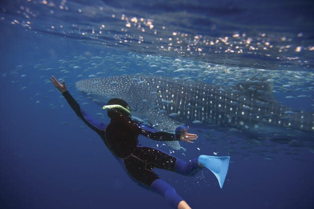 Whale shark, Ningaloo Reef, Australia