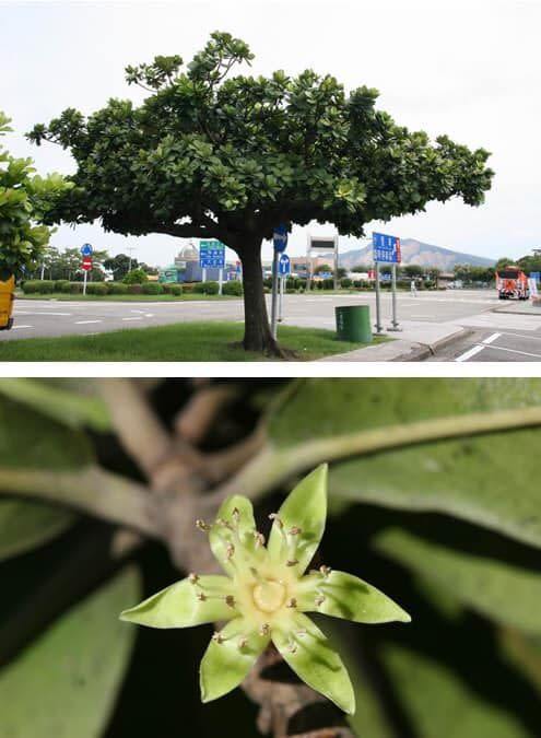 ▲大葉山欖每年11月到隔年2月開花結果時會散發燒焦塑膠味。（圖／翻攝自高雄市政府環保局）