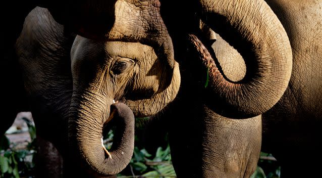 An elephant trampled and killed an Argentinian hunter who was in a group tracking a herd. Photo: AP/stock image