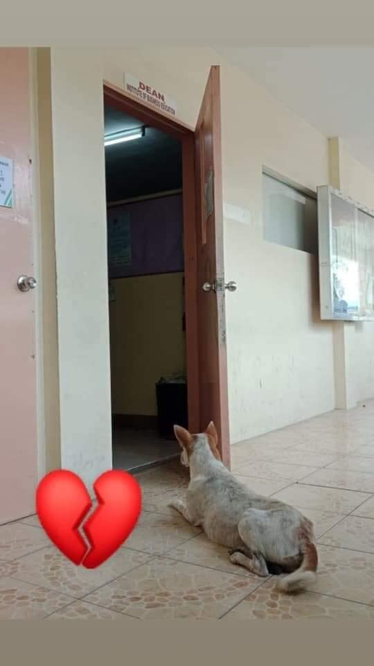 Buboy the dog waits outside the door of Carmelito Marcelo's classroom. The teacher died after suffering a stroke. Source: Facebook / Ma Kristina Paola Demafelix 